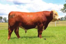 Herefords Sale