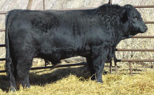 BBS TOP CUT X66 PB Simmental purchased from Joe Bata, North Dakota. Top growth son of the old TopCut bull who was the number 1 growth bull in the breed for years.