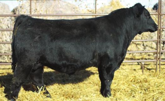 GCCR CC & 7 Sire of lots 39 and 40 39 GCCR XBr7 ASA# Tattoo: Z014 BD: 1/11/12 Commercial S A F CONNECTION Sire: SYDGEN C C & 7 SYDGEN FOREVER LADY 4087 Meyer 734 son Dam: Commercial Simmental 84 670