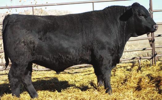 S A V MUSTANG 9134 Select Sires. Calving ease son of Final Answer. He calved very easy on heifers and cows. The sons should make easy fleshing moderate bulls with maternal traits.