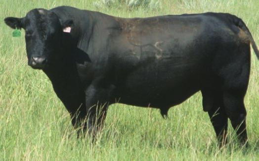 SCHURRTOP 2063 J751 We have purchased the top selling or 2nd high selling bull at Schurrs spring sale for the last 5 years. It is hard to change when something is working so well.