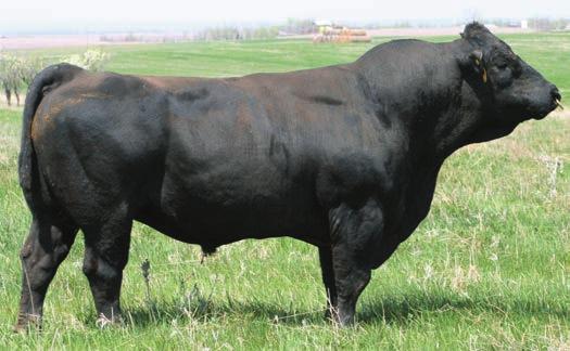 Ellingson legacy M229 Olie PB Simmental at ABS. Olie is now deceased and one of the highest registration bulls in ASA. Calving ease, carcass and maternal traits in a moderate frame.