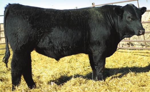 TJ BONUS BEEF 245T Top selling PB Simmental bull at the 2008 Triangle J sale. Bonus is a calving ease bull who sires above average performance in all areas.