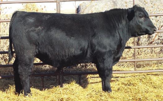 Even better, he sires outstanding females and is a very high maternal trait bull.