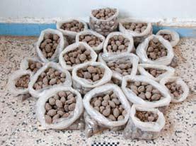 Cache of 1,090 unbaked clay sling bullets found in trash deposits dating to the Ubaid period. Operation 8 Figure 8. Excavation of Ubaid-period pyrotechnic features ovens and possibly kilns.