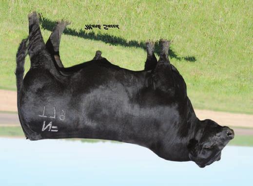 Barbie is a beautiful, wide, deep, and big hipped female. She will have a nice added coupon by NLC Upgrade prior to the sale.