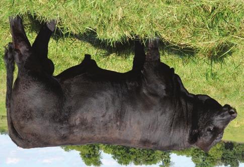90 158 78 This 18 month old solid Black son of CCR Force is a meat wagon with the EPD profile to boot. Top 2 % API, Top 5% CE & Marbling, Top 10% & TI. Buy with confidence here.