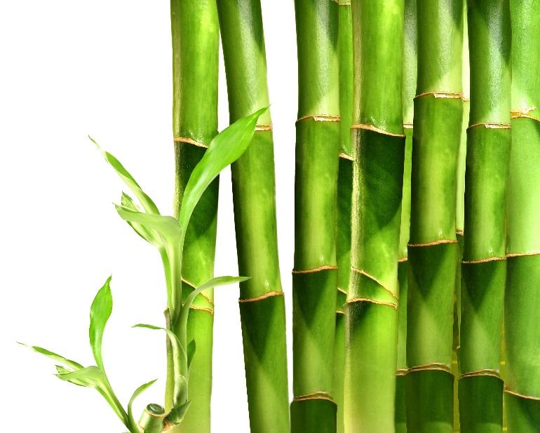Protein is necessary to strengthen and restore the hair fiber Bamboo gets it strength from being rich in protein, silica, and