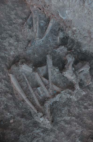 A glimpse of human life from the Neolithic cemetery at Tell