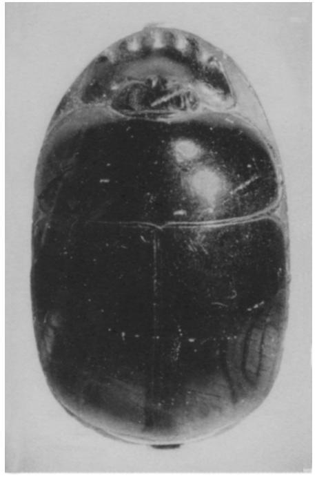 Figure 1. Scarab A from the treasure of Queen Weret II from Dahshur (excavation 1994.1078/1), ca. 1850 B.C. Amethyst, L. 2.56 cm, W. 1.64 cm, H. 1.19 cm. Egyptian Museum, Cairo, 98778A.