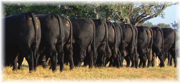 CLASS MAIL U.S. Postage PAID Livestock Direct PERMIT NO.