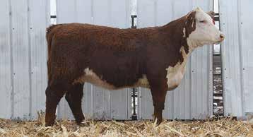 A 467Y out of Cracker Jack daughter. She will make a nice female. Due 5/19; bred to RV 719T VICTOR 2431.