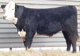 Bull has scurs and black to the ground. 213 ACT. BW 91 602 1.6 50 91 21 86%. This heterozygous Dynasty bull is out of a good Revolution cow. Safe for heifers. Bull has scurs.