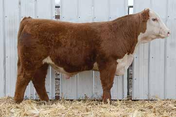 0 50 79 18 43 $25 A Bond out of a Headline daughter with a weaning weight ratio of 101. 3 ACT. BW 80 ACT.