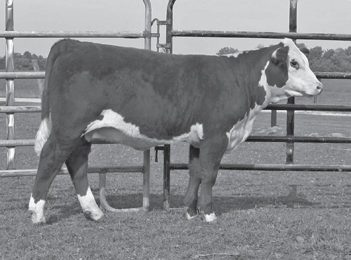 12 Lot 12 MH 123N Miss Canuck 9591 MH 123N MISS CANUCK 9591 Applied For Calved: March 29, 2009 GHC STAR MOOSE 59M{CHB} WTK 75A CONTINENTAL 66F {CHB} GHC CANUCK 12R WALPOLE PHILIS 13F P42771227