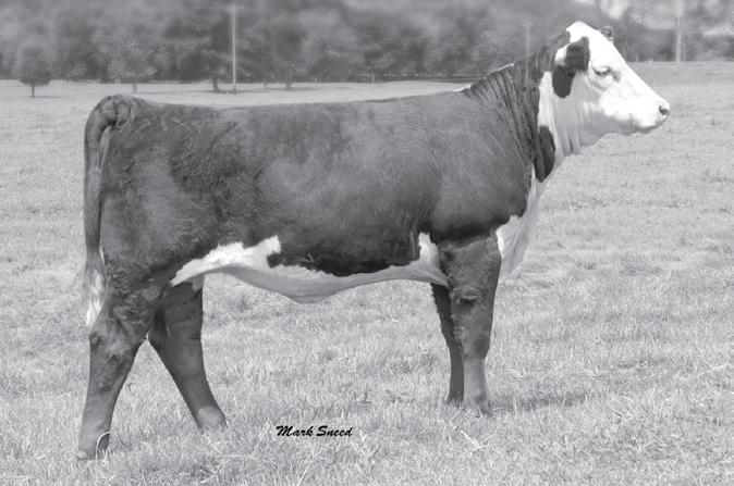 2 Lot 2 Beckley One Hot Momma 903W BECKLEY ONE HOT MOMMA 903W P43001576 Calved: Jan.
