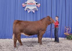 TLS Meat Loaf, s. by SVF/NJC Built Right N48, exh. by Ryker Hickman, Mount Ayr, IA.