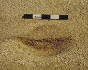 Above this was a wind-blown layer of brown sand (322). The feature is a small fire pit with its primary deposit preserved in situ. AK1.17* Hearth set into the sand (max. width 0.