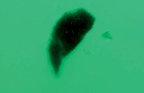 Figure 19. The only inclusion observed in the two cabochons of GE synthetic jadeite was this unidentifiable irregular dark spot. Photomicrograph by J. I. Koivula; magnified 20.