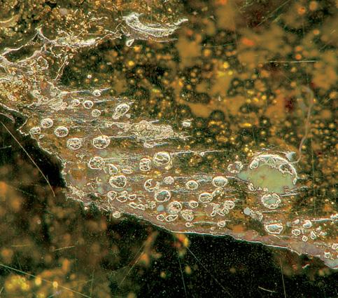 Figure 2. Where they reach the surface of the samples, the pyrite inclusions show a golden metallic luster. Photo micro graph by Li Haibo; magnified 100.