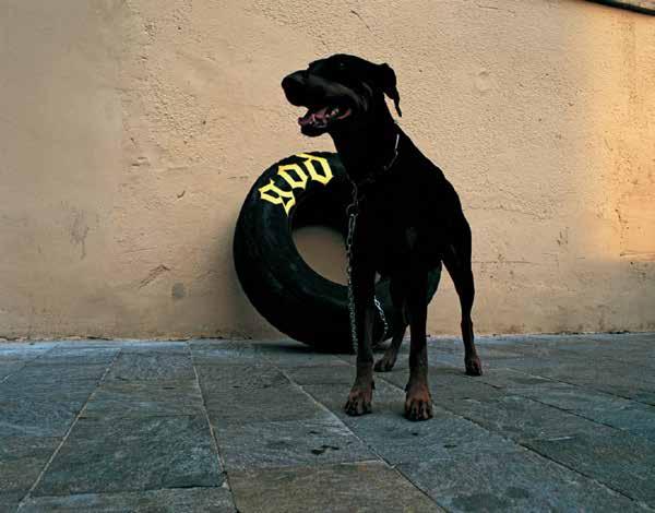Godog, 2003 Acrylic paint, chain, dog installation, Museion