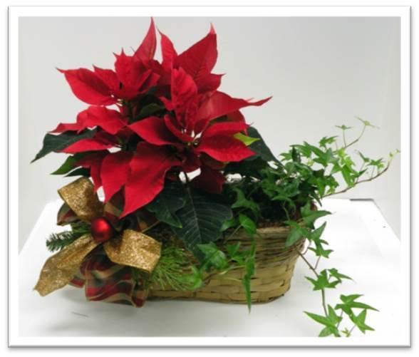 Christmas: Plant Basket Flowers/Supplies needed: 1 4 poinsettia 1 4 English ivy plant 2 4 plastic liners 2 Feet of paper ribbon 1 Yard plaid ribbon 1 Small plastic Christmas ball 1 Piece #21 wire