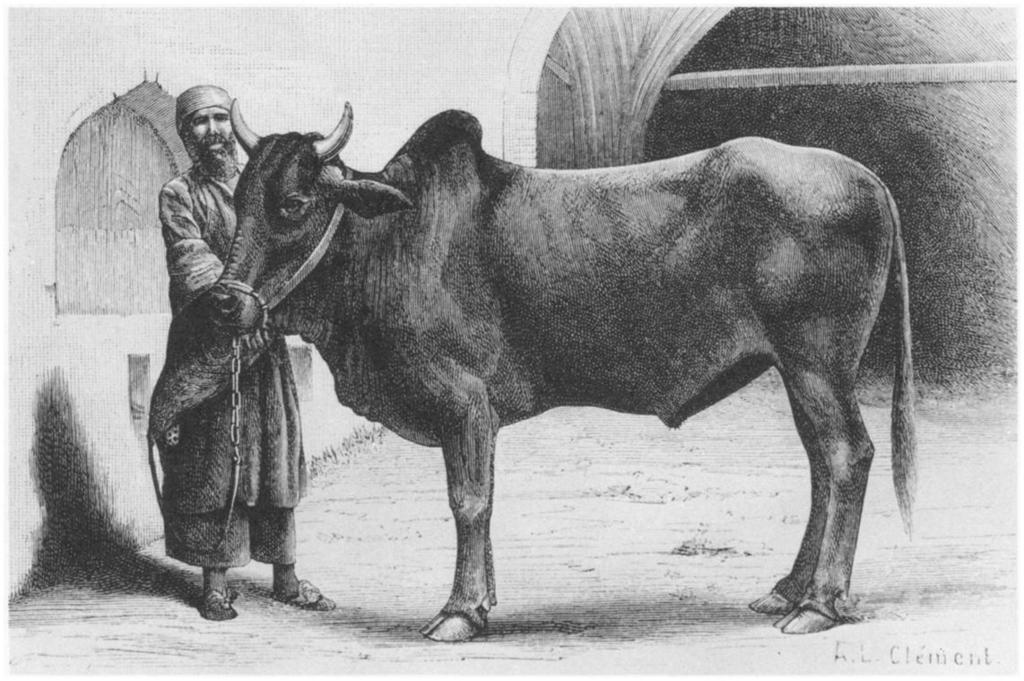 Iranian humped bull.