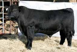 Page 2 Simmental and Sim-Angus Bulls Lot 10: Dillons Outlook 115Y Lot 11: Dillons N901 Magnitude Lot 12: Holland s blk Y170 13 DILLONS MR JOE 119Y ASA #: 2643548 BD: 10/3/11 Tattoo: 119Y 1/2 SM 1/2