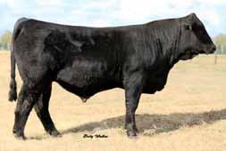 Page 6 Simmental and Sim-Angus Bulls 39 HOLLAND`S BLK Z205 ASA #: 2682180 BD: 1/24/12 Tattoo: Z205 BW: 81 HOLLANDS BLK W984 TRIPLE C ULTIMATE POWER Adj WW: 670 LADY PLAINVIEW 194 Act YW: 1020 8.4 1.