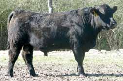 He is a purebred Angus, selling as a commercial bull. No papers.