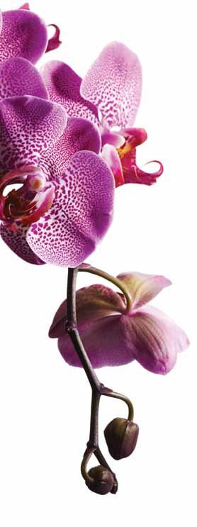 The Triumph of Orchids In our new catalogue the Orchids triumph.