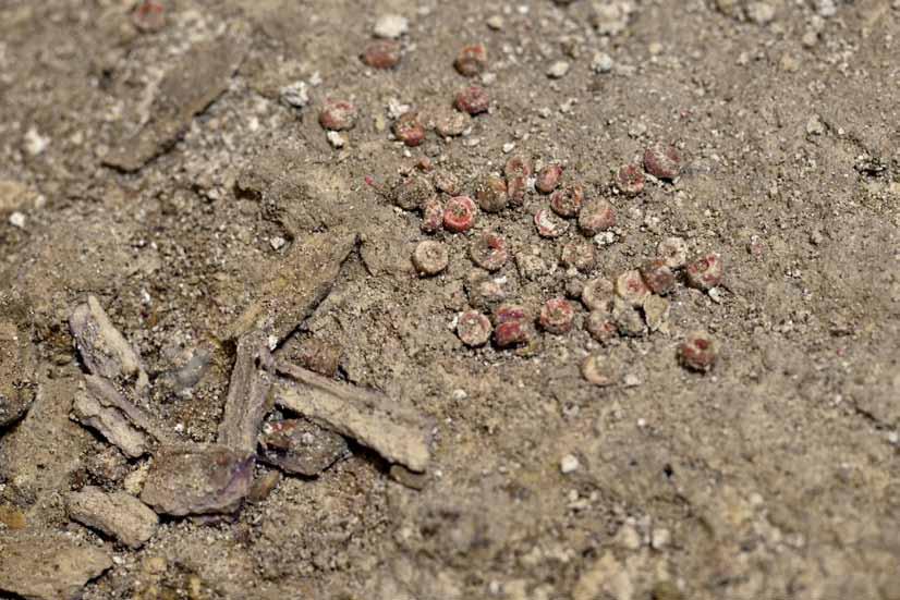 Figure 23. Detail of coral beads and fragments of bone in the eastern chamber. Photo: Jaime Ovalle and Manuel Agüero.