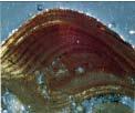 PLATE 2 M. Pawlikowki, J. Dębowska-Ludwin 1 2 3 4 Pl. 2. 1 Migration and crystallization of iron oxides between fibres of collagen making bone brownish-red.