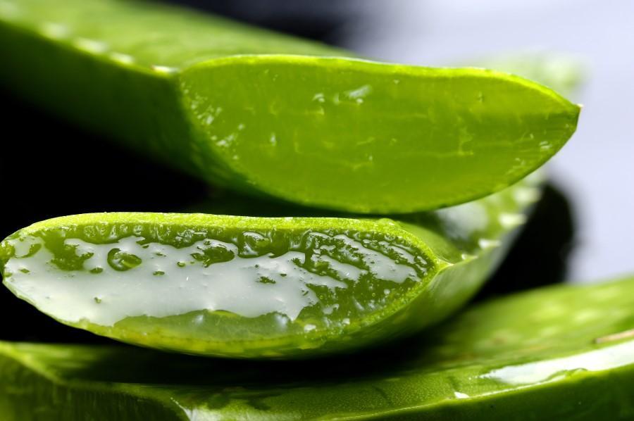 Aloe Vera Sunburn Remedy The healing power of plants cannot be denied, especially when something as simple as an aloe vera plant can provide great relief to something so painful: sunburned skin.