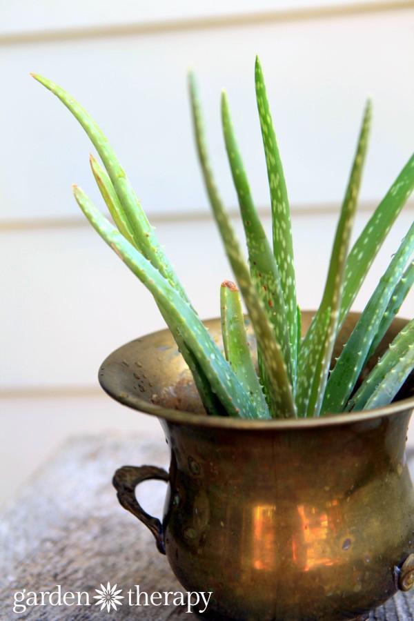 To use aloe vera gel on a sunburn is simple. Cut a piece of aloe vera off of the plant with a sharp knife.