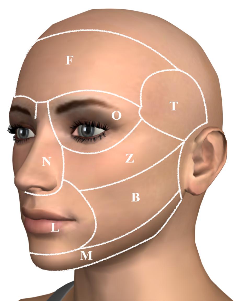 Figure 4. Aesthetic regions of the face.