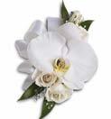95 T196-5A White Orchid and