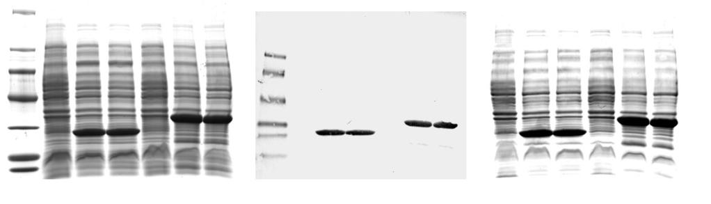 Protein Chemistry A. B. C. M 1 2 3 4 5 6 M 1 2 3 4 5 6 1 2 3 4 5 6 Figure 3. Staining of SDS-PAGE Gel With GelCode Blue Stain Reagent After Western Blot Transfer. E.
