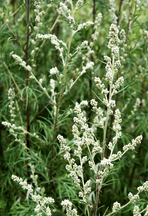 BOTANIKO Artemisia vulgaris L.