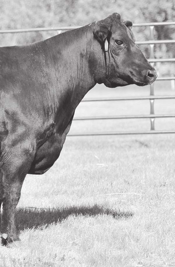 EGL EVELYNN U426 Flush Opportunity A rare chance to flush to a bull of the buyer s choice, one of the highest regarded matrons in the Eagle Pass donor pen, EGL Evelynn U426.