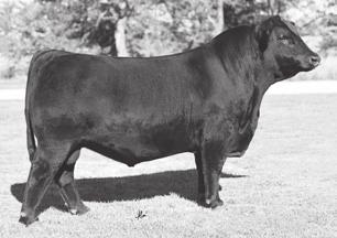 She is the dam of the $51,000 bull EGL Roundhouse B019, the $29,000 EGL Barrett B050, and most recently the $22,000 herd bull, EGL Game Changer D136, purchased by Post Rock Cattle Co and Twin Oak