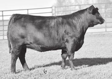 Premier BRED HEIFERS & DONOR Prospects 33 33 EGL Tyra D121 BD: 2/28/16 AGA 1394621 Tattoo: D121 Double Black 5/8 GV 3/8 AN Double Polled S A V Final Answer 0035 K C F Bennett Absolute Thomas Miss