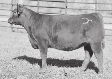 4 72 111 19 3 12 0.63 32 0.33 128 52 Another maternal sister out of the great 42W donor. This dark red beauty will be a contender in the show ring.