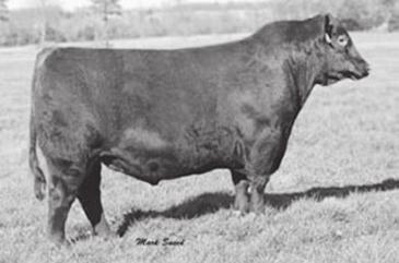 RED ANGUS Maternal Legends CHIP Ring of Fire 360A Service sire of Lots 103-104 Brown JYJ Redemption Y1334 Sire of Lot 103 Red 102 TJS Rebello X0118 BD: 1/23/10 RAA 1386260 Tattoo: X0118 PB Red Angus