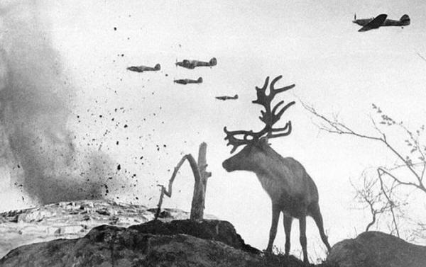 4. A shell-shocked reindeer looks on as