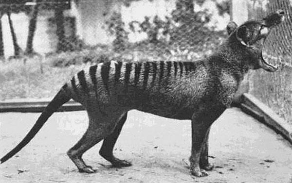 8. The last known Tasmanian Tiger