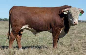 .... Real World Performance From Real World Cattle LOT 70 LOT 71 LOT 72 LOT 73 H5 349 ADVANCE 5170 {SOD}{CHB}{DLF,HYF,IEF} H5 767 ADVANCE 349 {DLF,IEF} UU MS 5170 ADV 1040 H5 MS 7159 DOMET 267 {DOD}