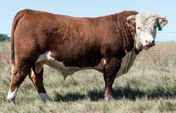 One of the highest marbled bulls in the offering. Dam and grandam are both AHA Dams of Distinction.