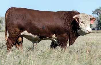 .... Thick hided and rugged cattle for the tough times LOT 137 LOT 138 LOT 139 LOT 140 H5 408 DOMINO 7100 {SOD}{DLF,HYF,IEF} CJH HARLAND 408 {SOD}{CHB}{DLF,HYF,IEF} UU HALEY 3206 H5 MS 001 DOMET 4193