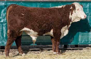 Lot 153 is deep bodied with a ton of mass and volume and a big butt that carries down his hind leg well. YEARLING BULLS This elite group of bull calves represent our latest and freshest genetics.